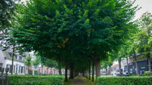 Onder de Linden Oisterwijk